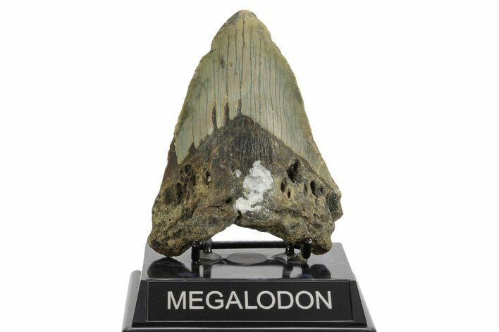 Bargain, Fossil Megalodon Tooth - North Carolina #376932